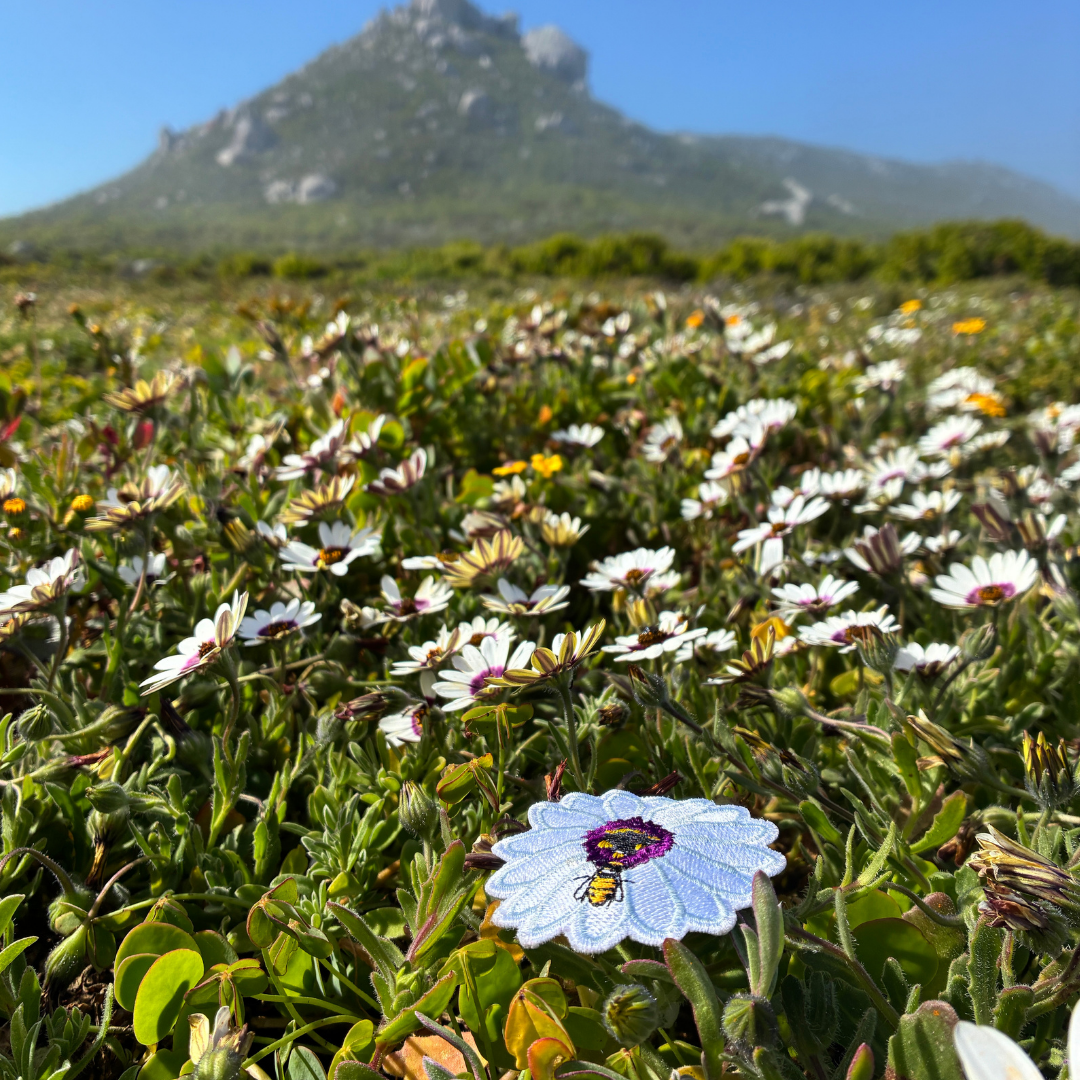 Cape Rain Daisy Patch