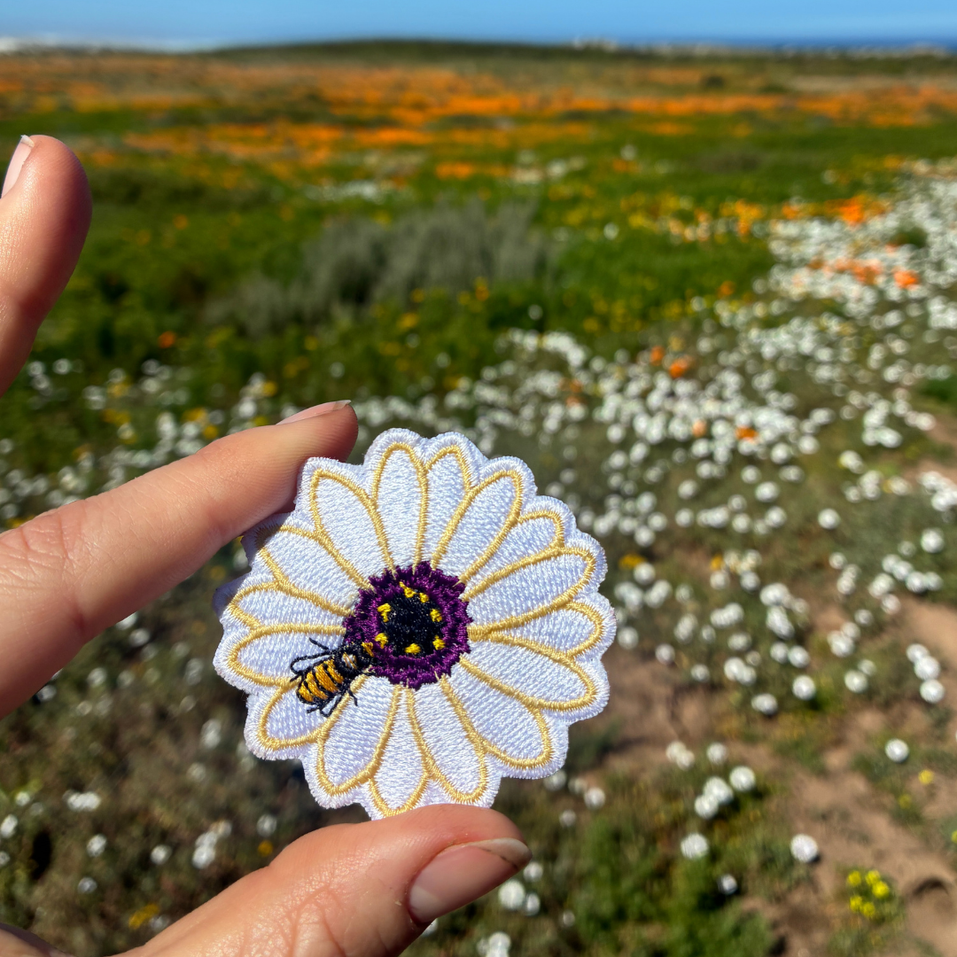 Cape Rain Daisy Patch